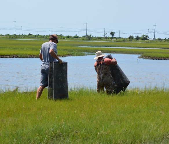 Step 4 carry oyster bags to 