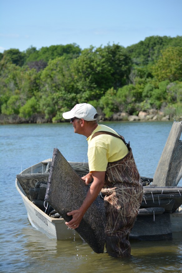 Step 5 Planting oyster bags 