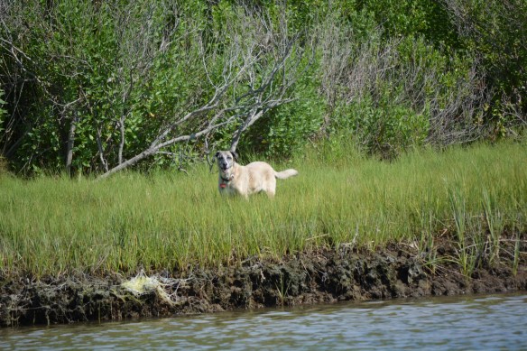 Lucy watching every move