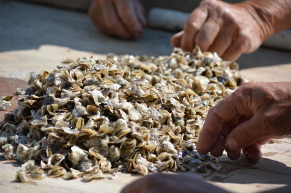 Step 2 spread out baby oysters 