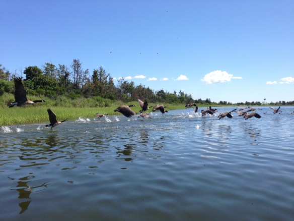 Birds in Hallock's Bay