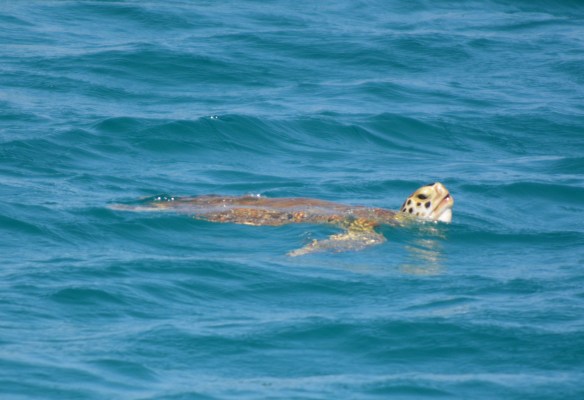 Culebrita Turtle
