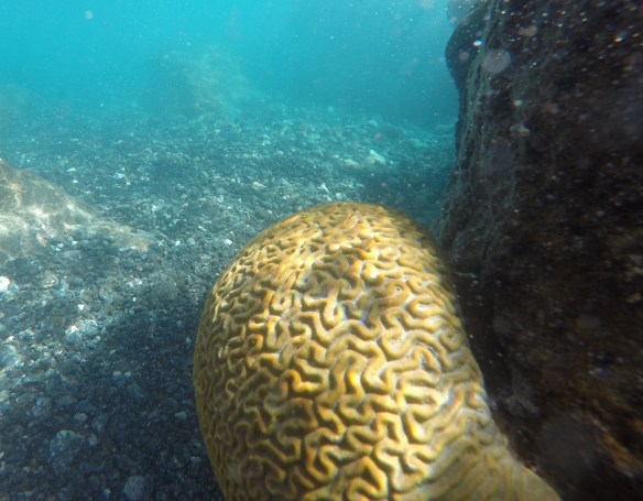 DCIM100GOPROGOPR0975.