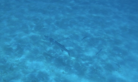 DCIM100GOPROGOPR1548.